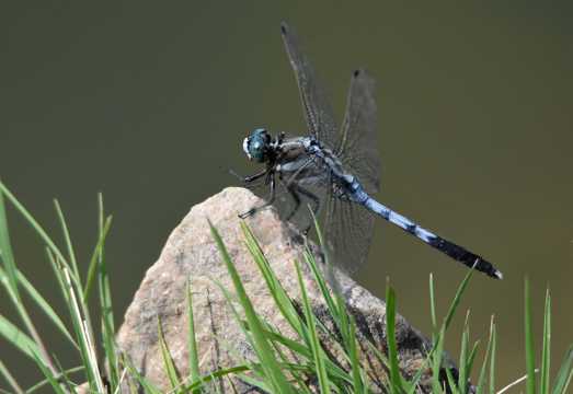 休憩的蓝蜻蜓图片