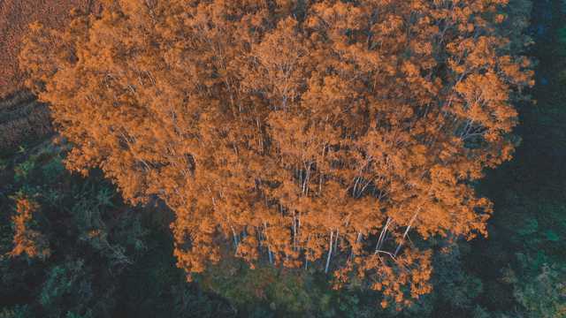 航拍秋日的森林图片