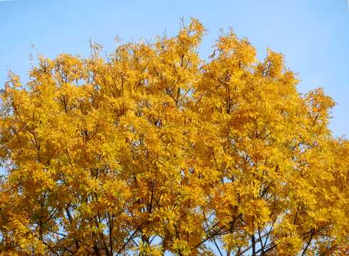 秋日树木黄树叶图片