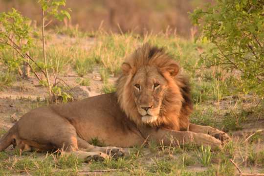 高清非洲雄狮写真图片