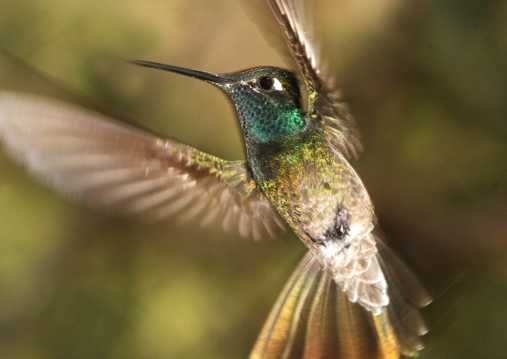 绿喉蜂鸟图片