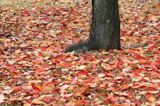 秋季红色落叶图片
