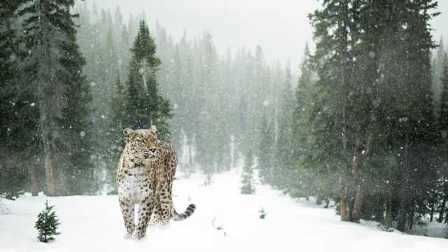 野外凶猛的雪豹图片