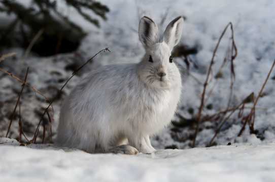 雪地上的兔子图片