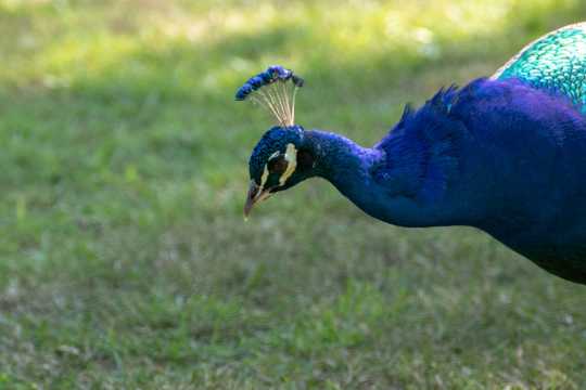 草地上的蓝孔雀图片