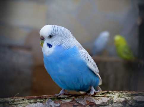 蓝色虎皮鹦鹉鸟图片