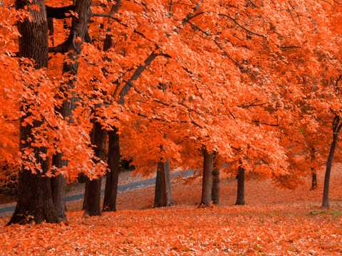 秋日红色枫叶林图片