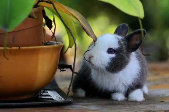 乖巧的兔子图片
