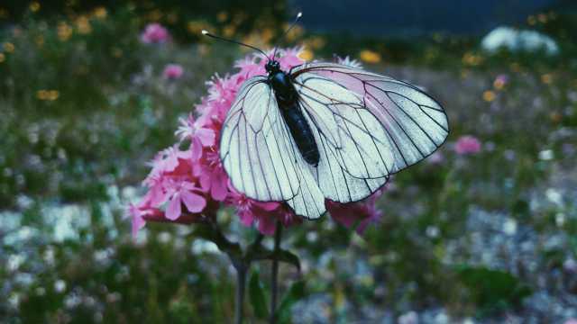 漂亮白蝴蝶图片