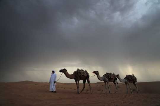 戈壁中步行的骆驼图片