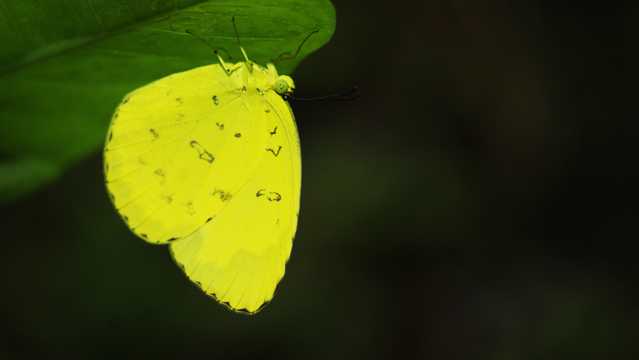 黄色蝴蝶拍照图片