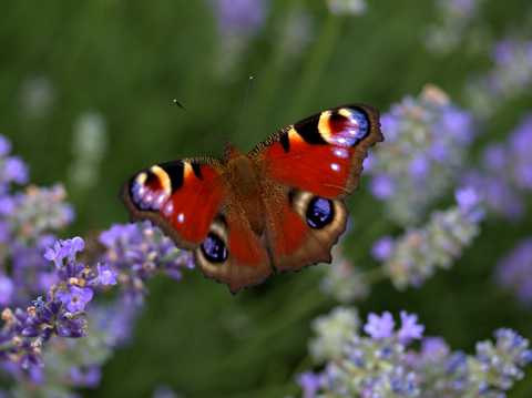 薰衣草上的孔雀蝴蝶图片