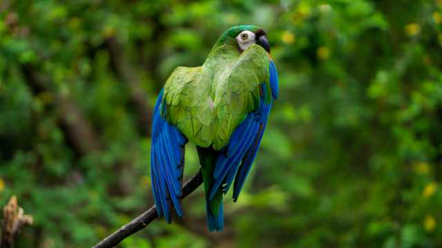 蓝绿鹦鹉图片