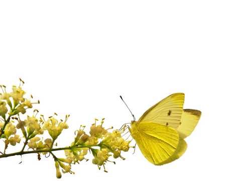黄色的蝴蝶图片