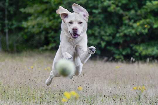 奔跑的拉布拉多犬图片