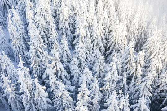 冬季的雪林图片