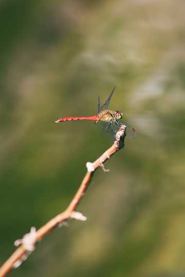 在枝干上的蜻蜓图片
