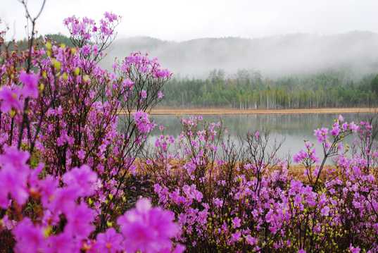 湖边桃花景色图片