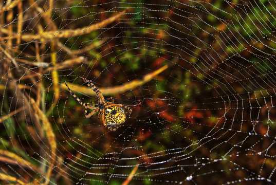 森林蜘蛛织网图片