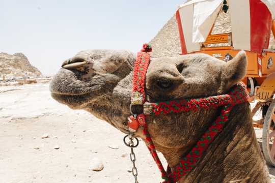 大漠中的骆驼图片