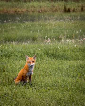 野生红狐狸图片