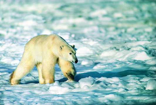 觅食的北极熊图片
