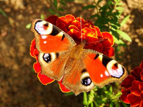 美丽的孔雀蝴蝶图片
