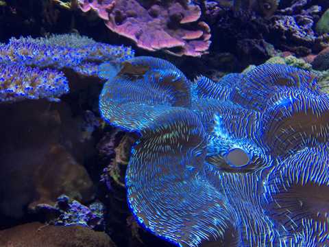 大海里的珊瑚礁图片