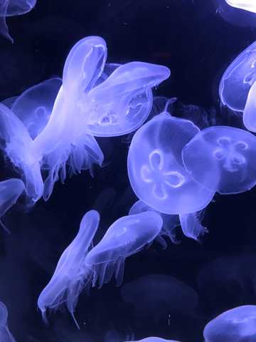 海洋中的水母群图片