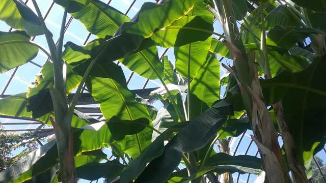 海南芭蕉树照相图片
