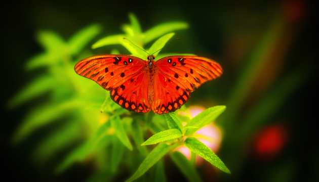 红色的蝴蝶高清图片