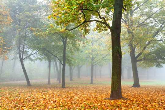 秋季树林风光图片