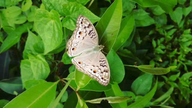 白色斑點蝴蝶圖片