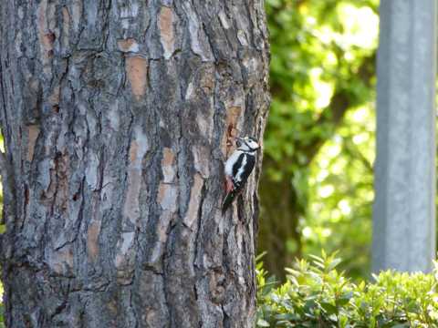树干上的大斑啄木鸟图片