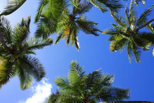 俯视绿色棕榈树图片