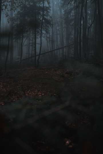 灰暗迷雾丛林图片