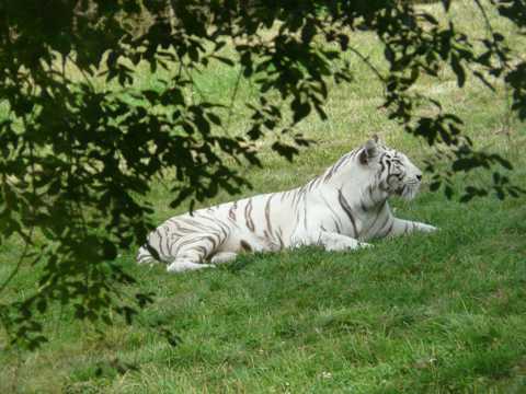 草原上的白老虎图片