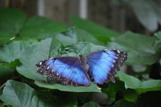 绿叶上的蓝蝴蝶图片