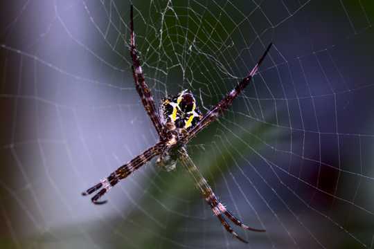 织网的蜘蛛图片