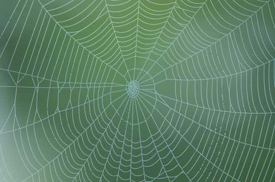 蜘蛛编织的网状物