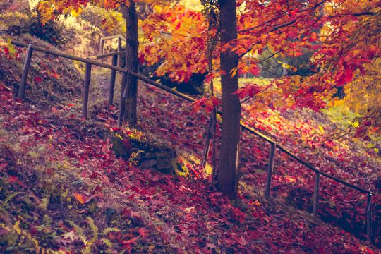 秋天红森林图片