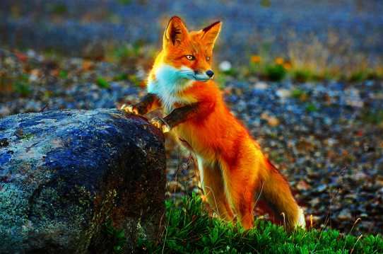 野生红狐狸图片