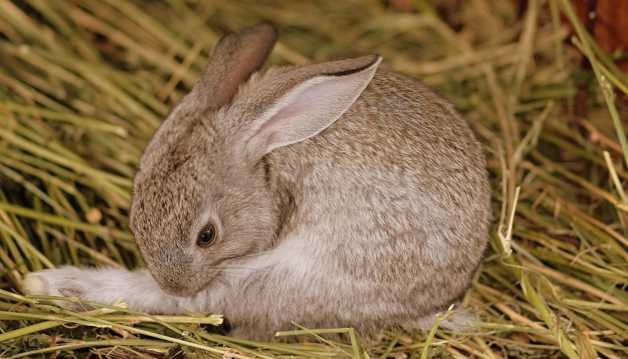 灰色兔子圖片