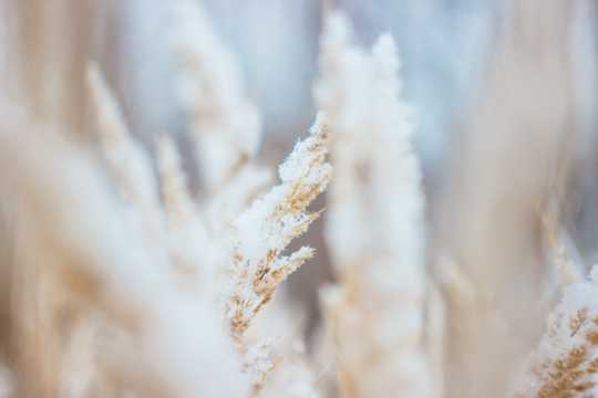 霜雪麦穗图片
