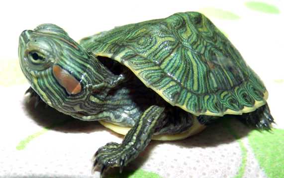 巴西红耳龟图片