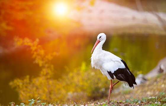 朝阳下的白鹤图片