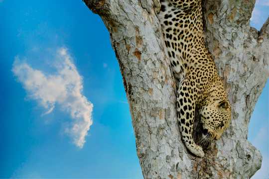 爬樹的豹子圖片