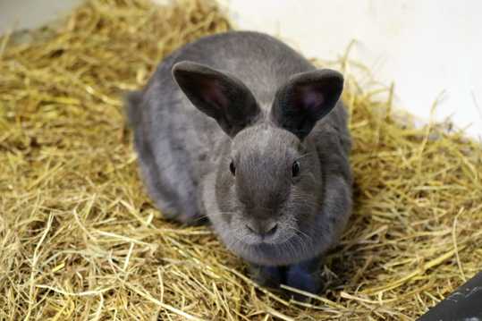 灰色小兔子圖片