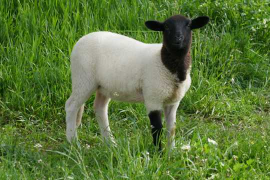 草坪上的绵羊图片