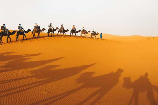 戈壁上的骆驼队图片